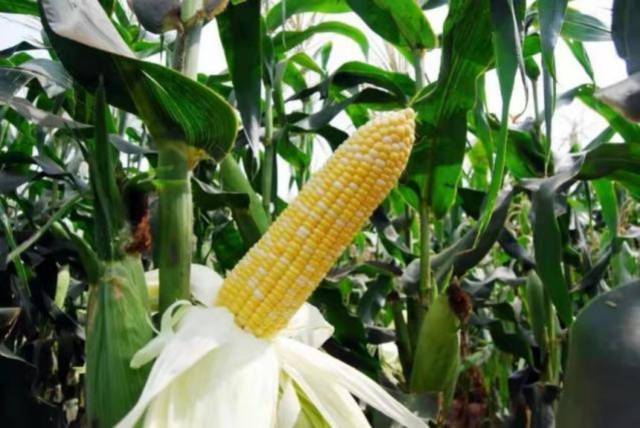 广甜2号超甜玉米（国审玉2004043、粤审玉2003001）单交种，中早熟，株高212.5cm穗位77.5cm，穗大粒多粒长，粒色黄白分明，有光泽，籽粒甜度较高，果皮较薄，适口性好。 