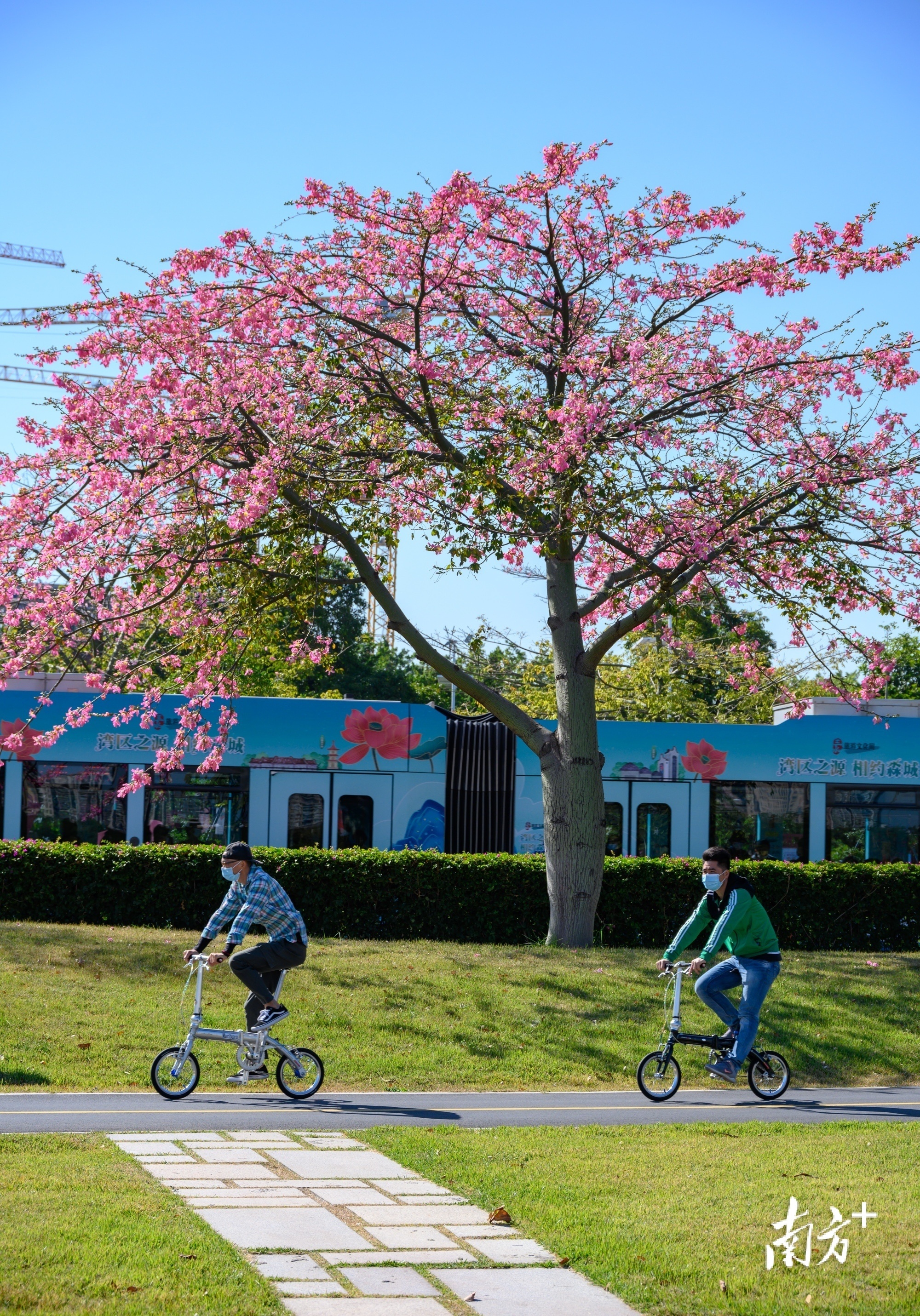 12月4日，广州阅江西路异木棉竞相开放，给冬日增添一抹亮色。&nbsp; 南方拍客&nbsp;&nbsp;东方 供图