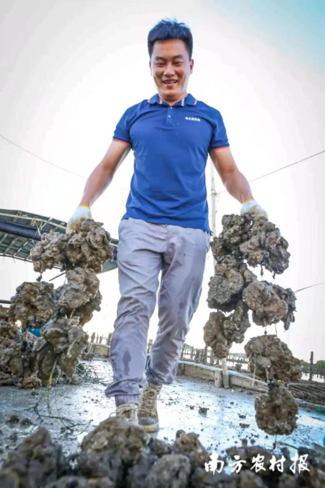 90后“硬壳青年”陈志文与他蚝壳上的湛江。