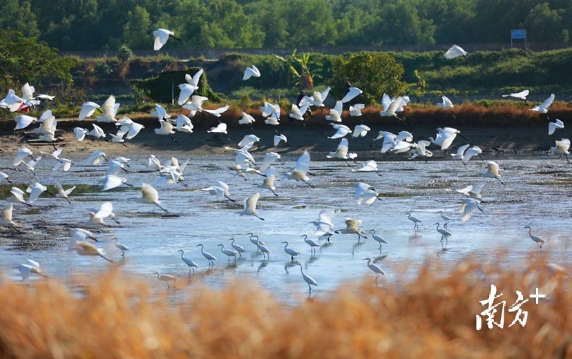 12月5日早晨，汕头澄海区六合围，鹭鸟飞舞，美景如画。&nbsp; 南方拍客&nbsp;&nbsp;轶 供图