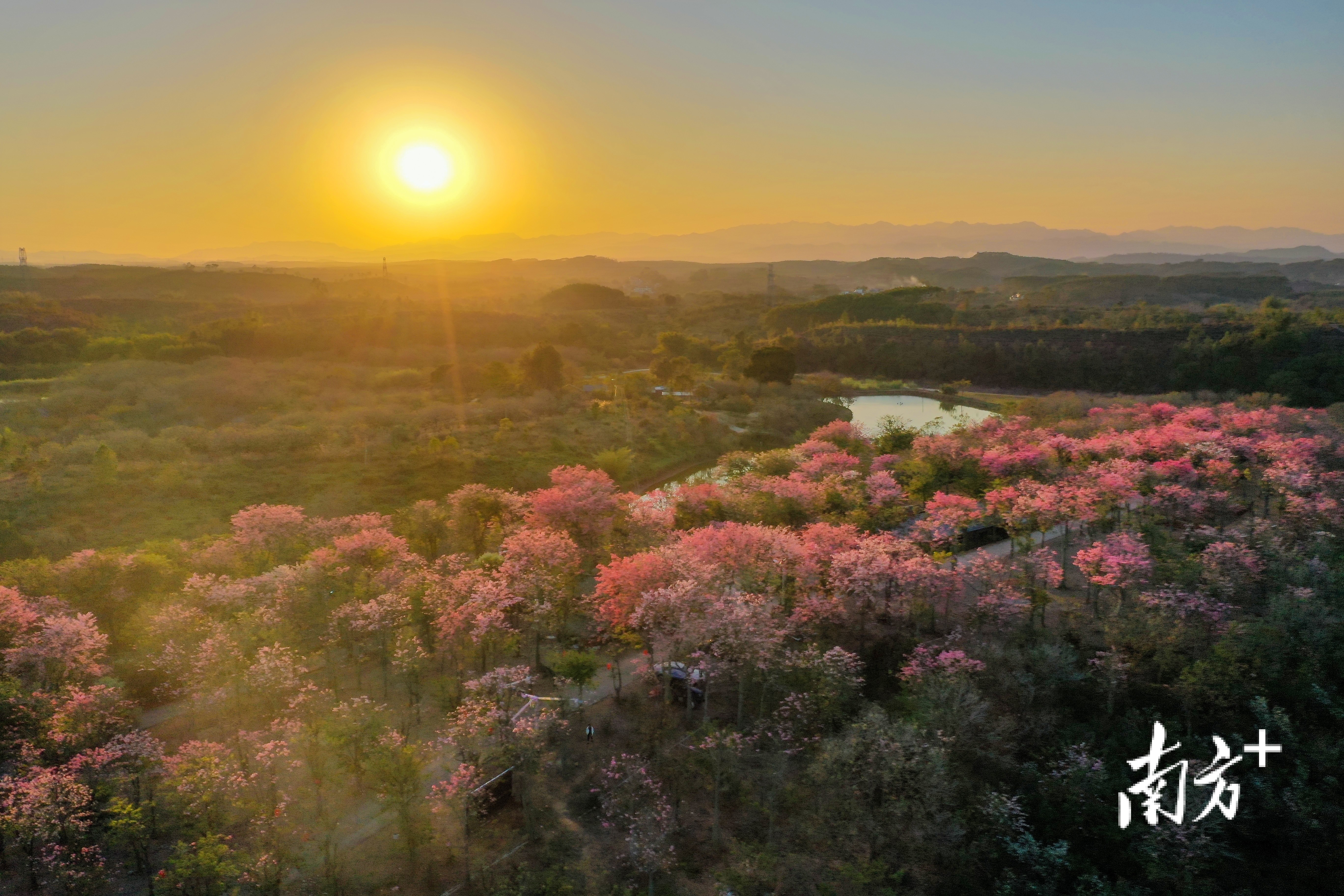 12月5日，河源木棉生态园，异木棉在暖冬中盛开。 南方拍客 陈志强 供图