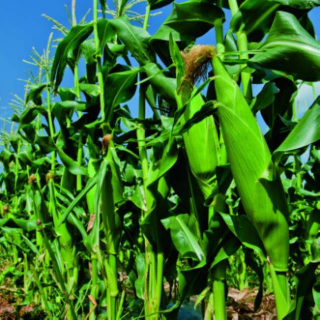 广甜3号超甜玉米（粤审玉2005010）单交种，株高约190cm，穗位高约60cm，纤维少，口感好，籽粒黄色，饱满。