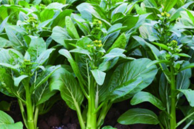 玉田2号菜心（粤审菜20160021）