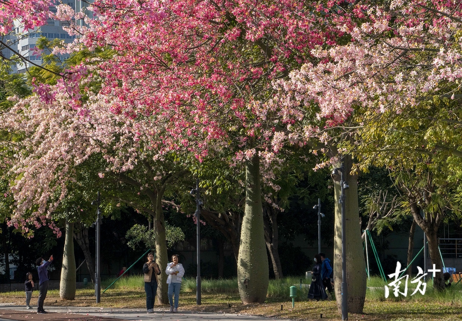 12月5日，广州午后阳光灿烂，在大沙头码头，红白相间的异木棉花满枝头，市民在花下散步游玩。&nbsp; 南方拍客 砂锅 供图