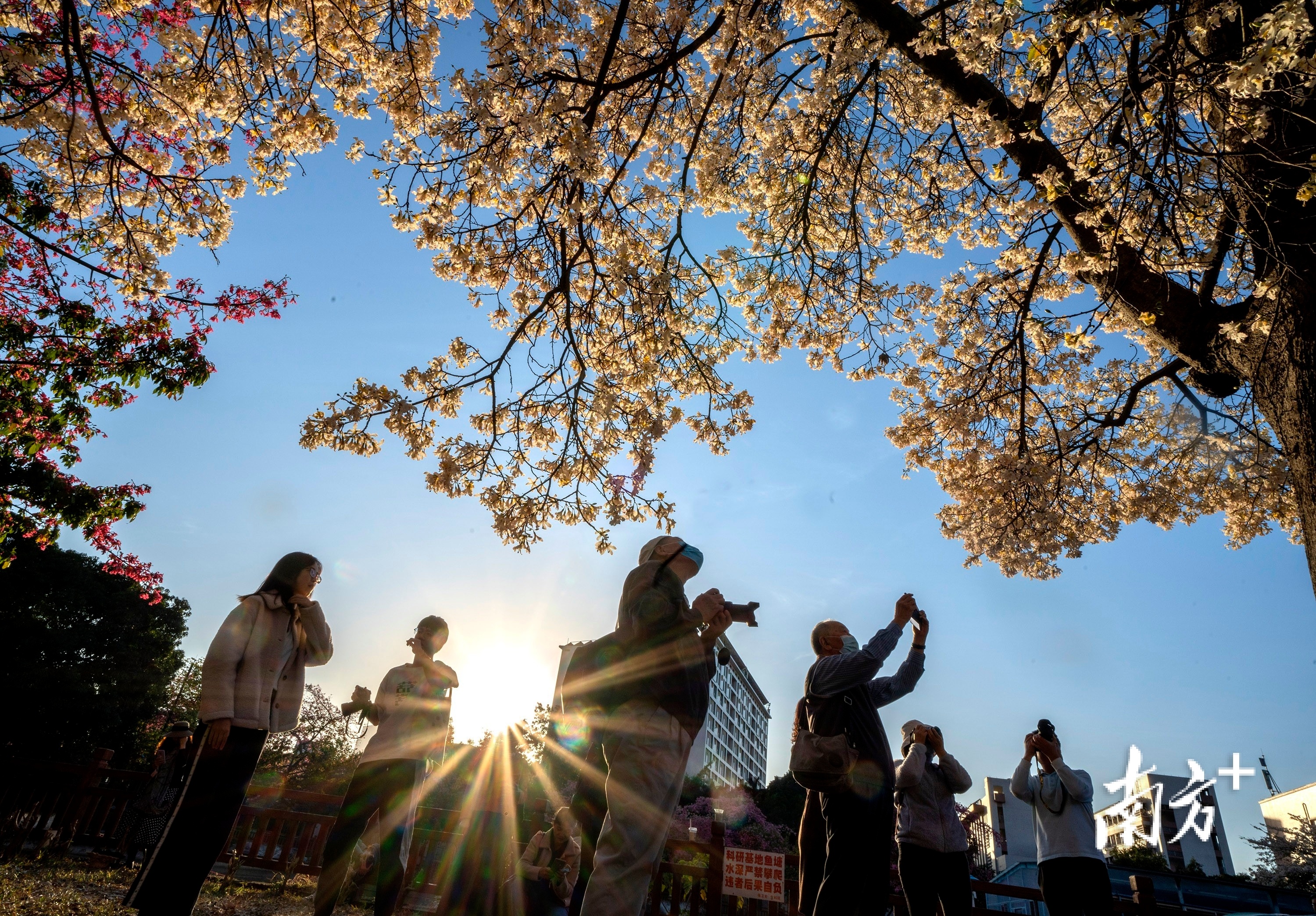 12月1日，暖阳下 ，华南师范大学校园一角，异木棉绚丽多彩。 南方拍客&nbsp;wmy&nbsp; 供图