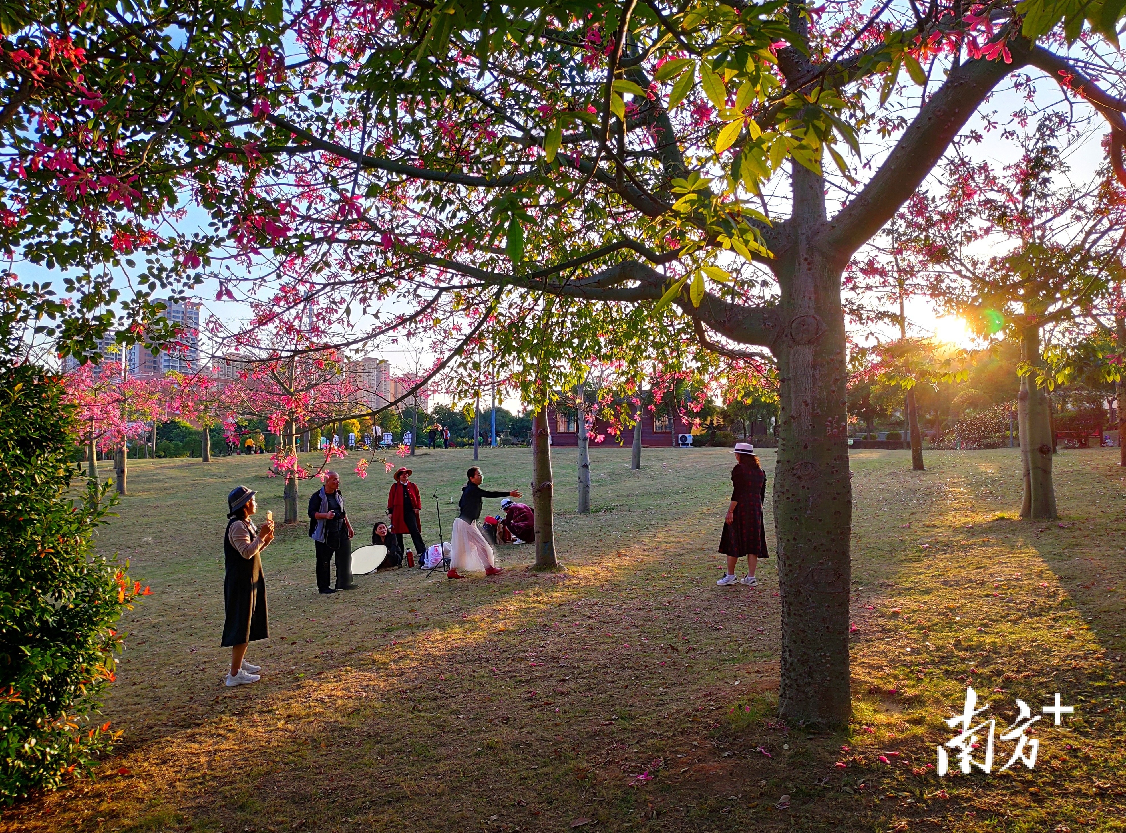 12月5日，湛江市银帆公园异木棉冬日绽放，满目繁花如粉色的云霞。&nbsp; 南方拍客&nbsp; 陈永锋&nbsp;供图
