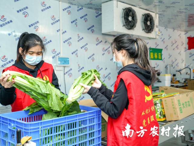 工作人員在冷庫內(nèi)精心挑選大芥菜進(jìn)行打包包裝。