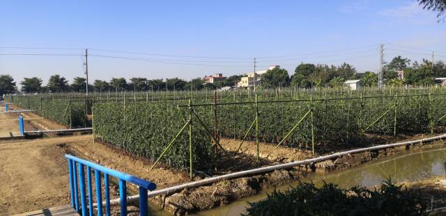 中国番茄种业联盟基地种植展示基地 