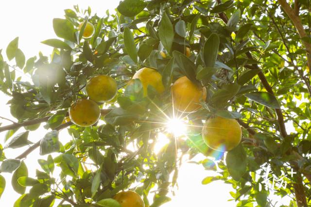 高品质的德庆贡柑满足国际市场的需求。