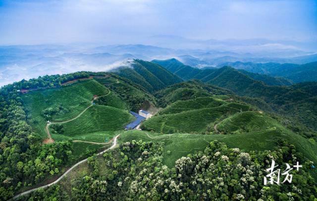 龙王绿基地。 