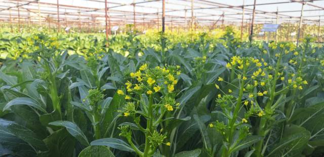 参与评选的叶菜品种