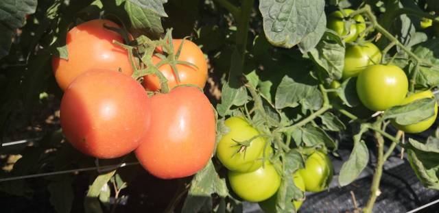 南方农村报 暂无 拍摄