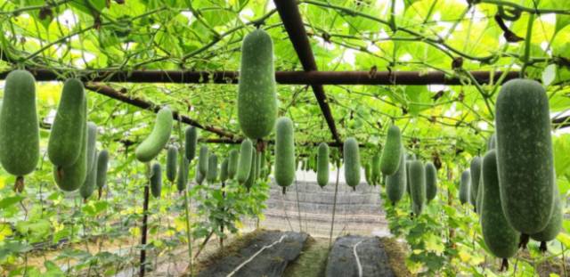 南方农村报 暂无 拍摄