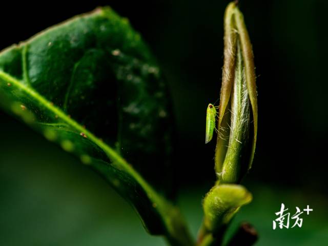 紫金蝉茶是指采用被小绿叶蝉咬过的茶青，特制而成的茶叶，具有独特蜜香。种植蝉茶对生态要求极高，当地茶农选择有机方式种植和管理茶叶，奠定了紫金县内遍地有机茶园的发展趋势。  王达毅 拍摄