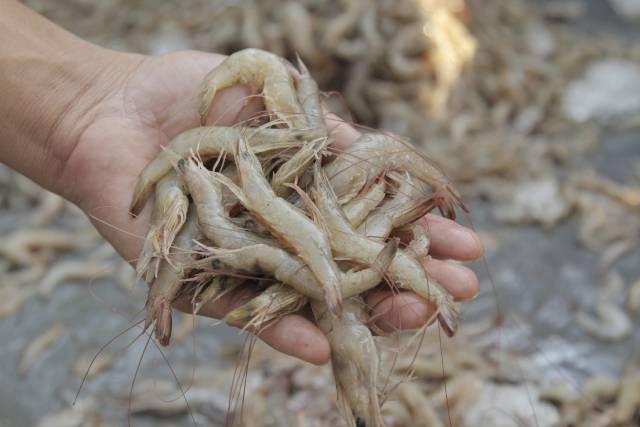 麻虾。图：视觉中国