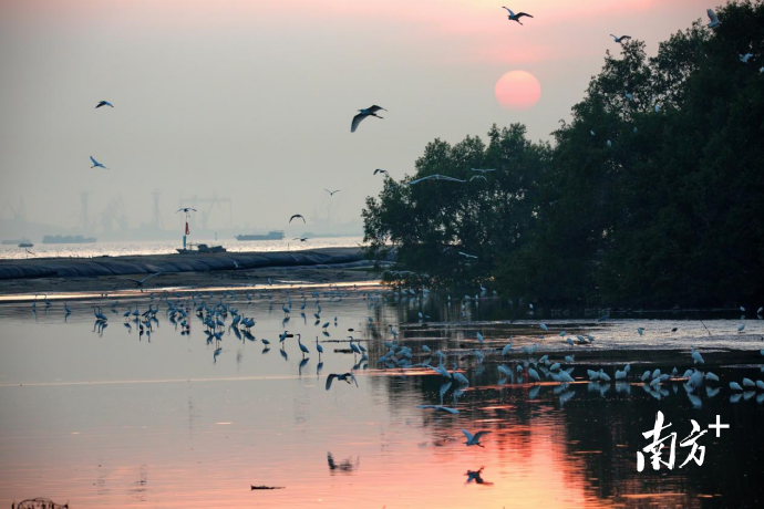 茅洲河生态环境改善,引白鸟起舞。 茅洲河生态环境改善,引白鸟起舞。