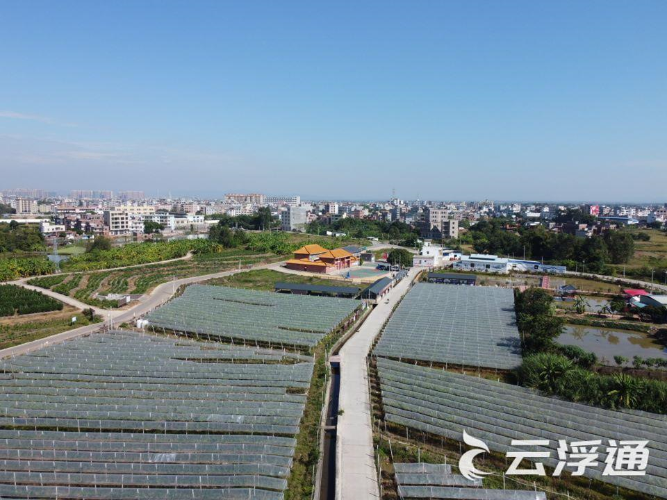 罗定素龙葡萄基地 罗定素龙葡萄基地