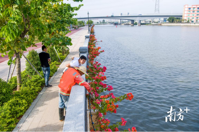 环卫工人正在“打扮”茅洲河畔。 环卫工人正在“打扮”茅洲河畔。
