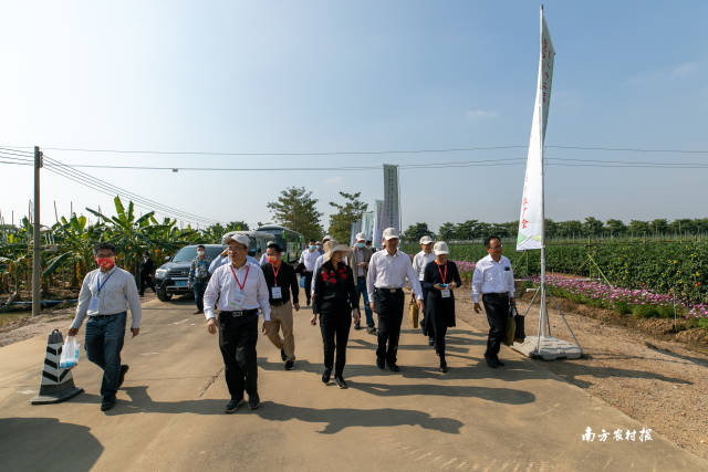 南方农村报 谢进杨 拍摄