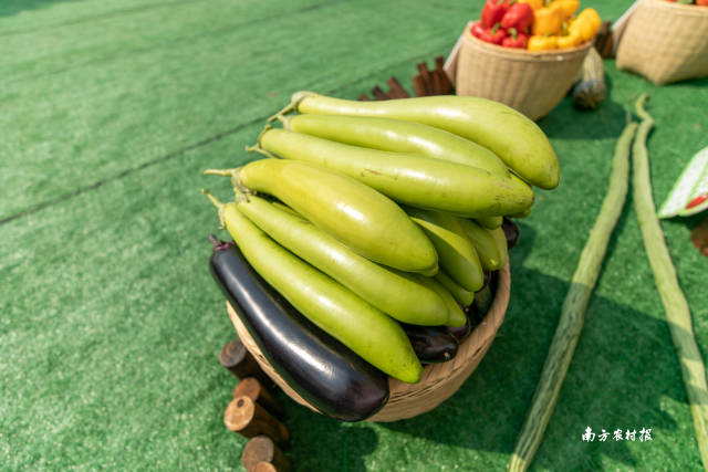 南方农村报 谢进杨 拍摄