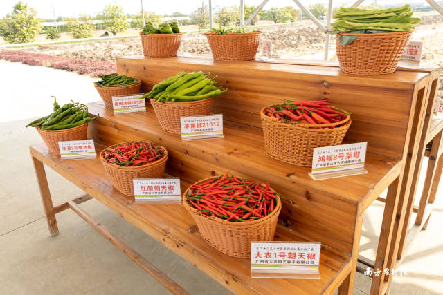 南方农村报 谢进杨 拍摄