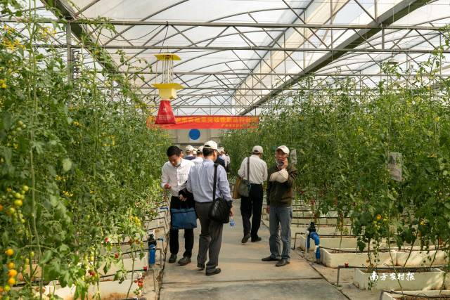 南方农村报 谢进杨 拍摄