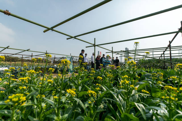 南方农村报 谢进杨 拍摄