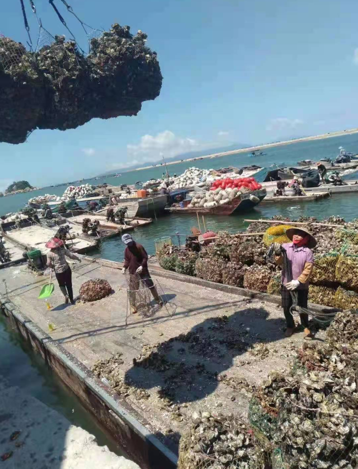 喜迎大蚝丰收。受访者供图