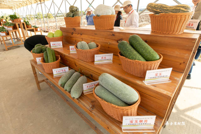 南方农村报 谢进杨 拍摄