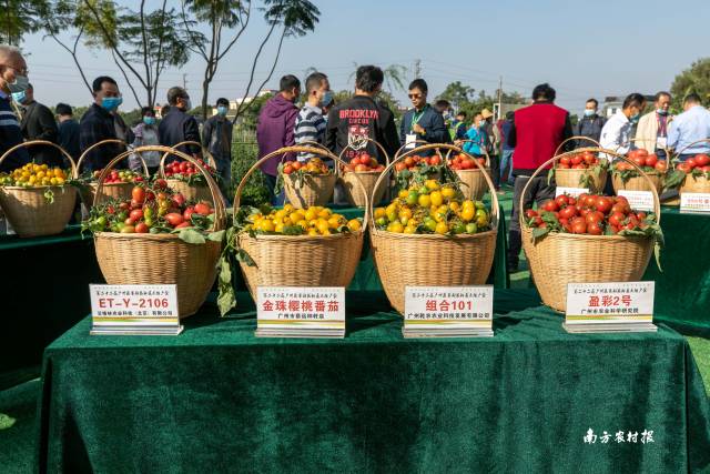 大会现场展示了各类番茄  南方农村报 谢进扬 拍摄