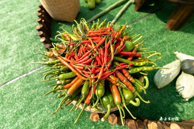 南方农村报 谢进杨 拍摄