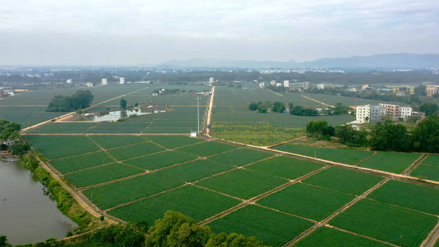 化州农业生产托管有效推动抛荒田复耕复种。