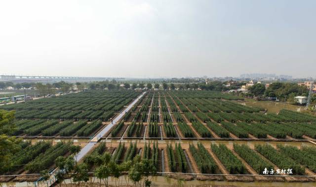 中国番茄种业联盟品种展示基地  南方农村报 谢进扬 拍摄