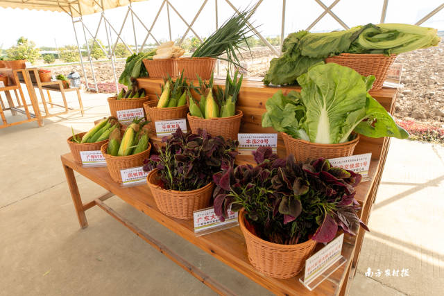 南方农村报 谢进杨 拍摄