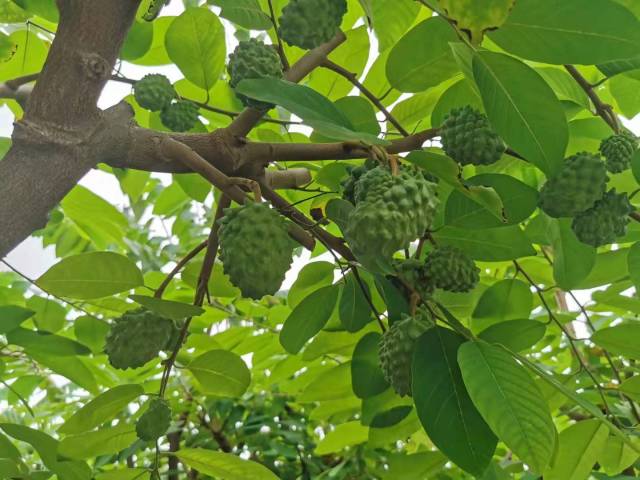 托管后，基地释迦精品果产出量提高。