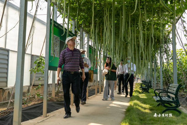 南方农村报 谢进杨 拍摄