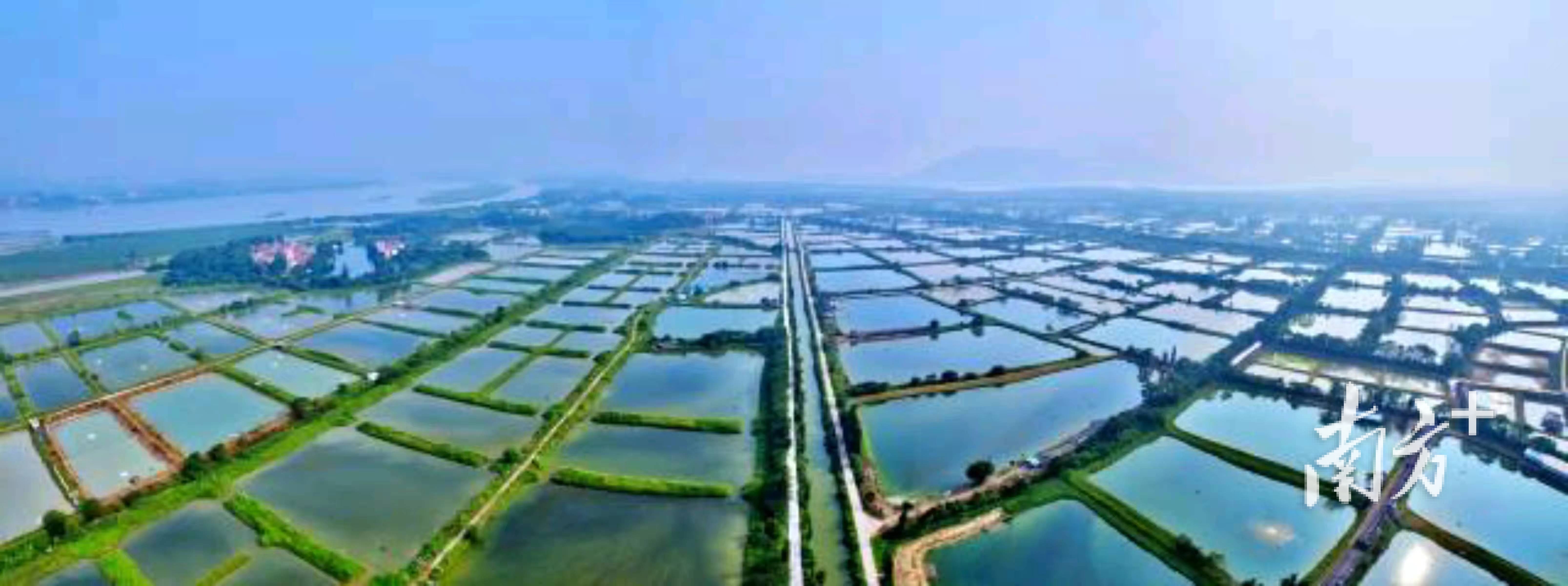 青岐村连片鱼塘。 青岐村连片鱼塘。