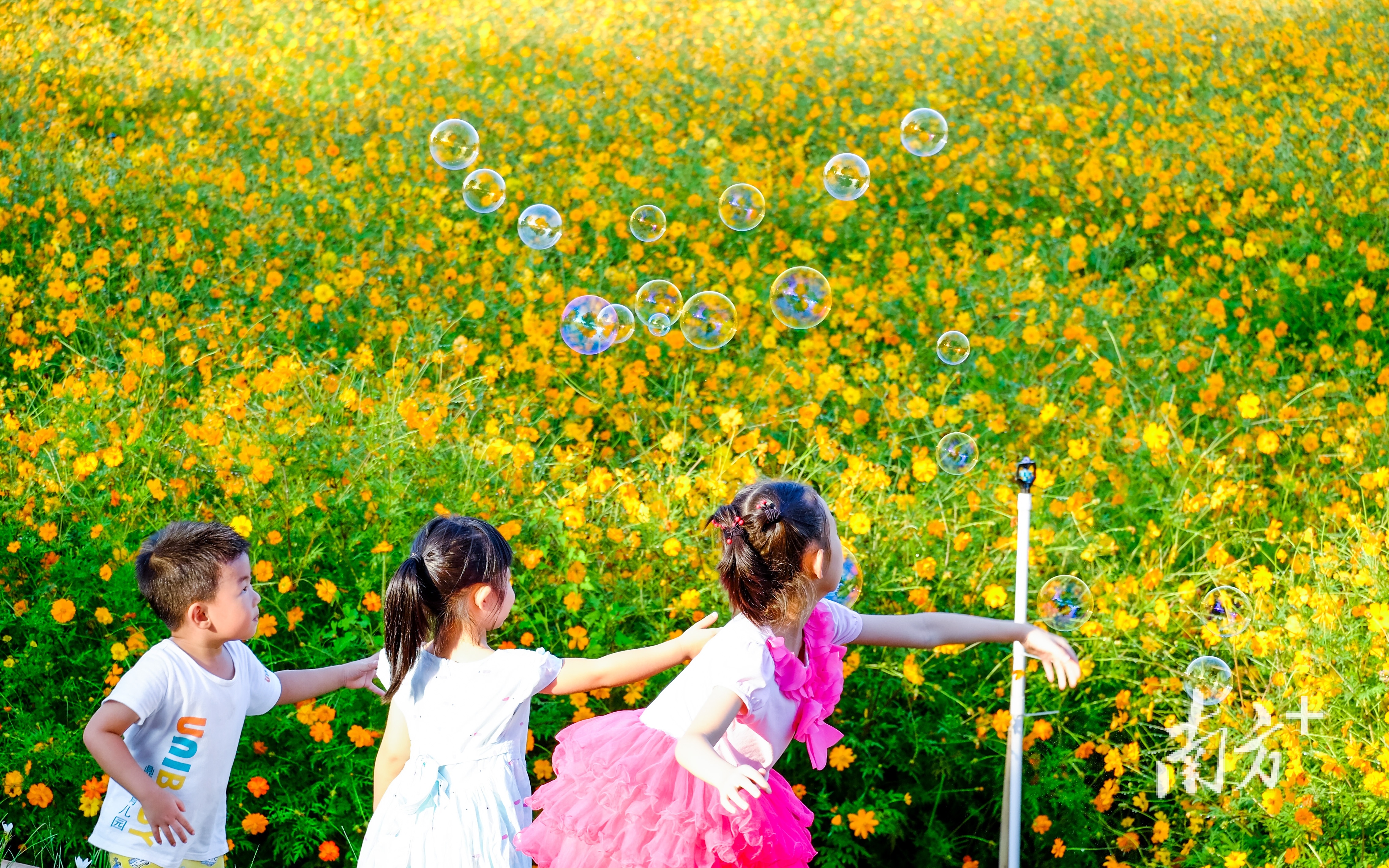 富景社区西江十里画廊,孩子们在田园之中追逐。 富景社区西江十里画廊,孩子们在田园之中追逐。