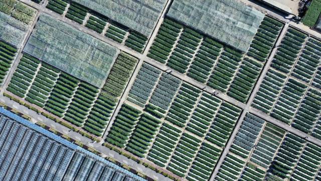 南方农村报 程麒 拍摄