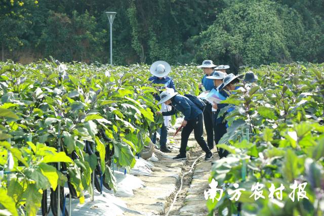 茄子类专家在田间进行评选。