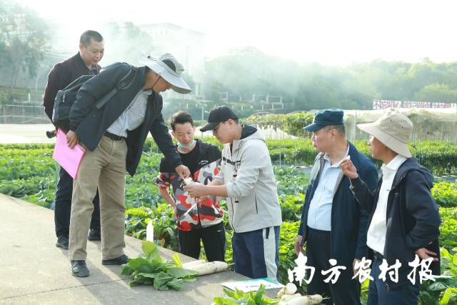 叶菜类专家在品鉴萝卜品种。