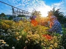 图集丨漫步汕头美丽乡村，“高颜值”风光各展其美