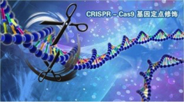 CRISPR-Cas9基因定點修飾是功能強大的基因剪刀