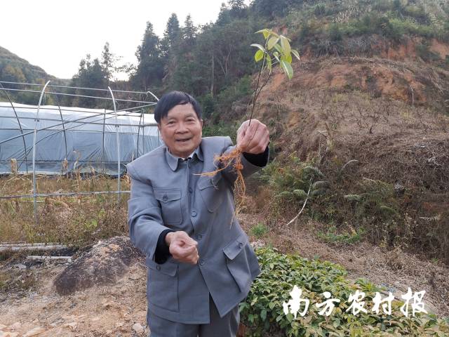 黄作霖介绍牛大力育苗。