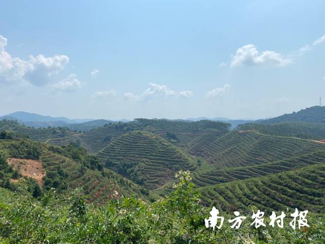 黄作霖在紫金县敬梓镇田头村的1000亩牛大力种植基地。