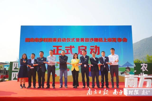 边摘边吃超过瘾！肇庆四会沙糖桔进入集中采摘期！