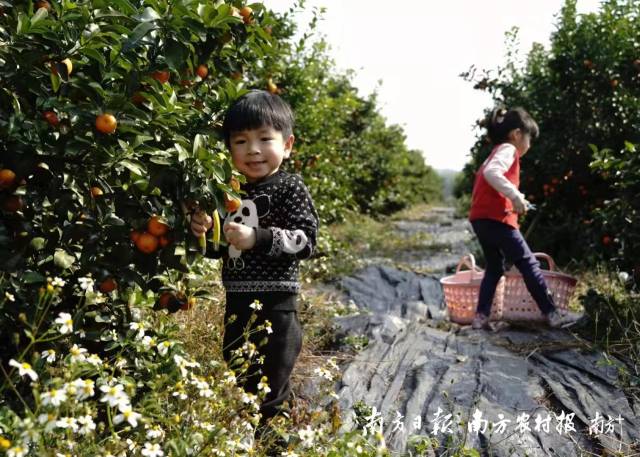 小游客采摘四会沙糖桔。