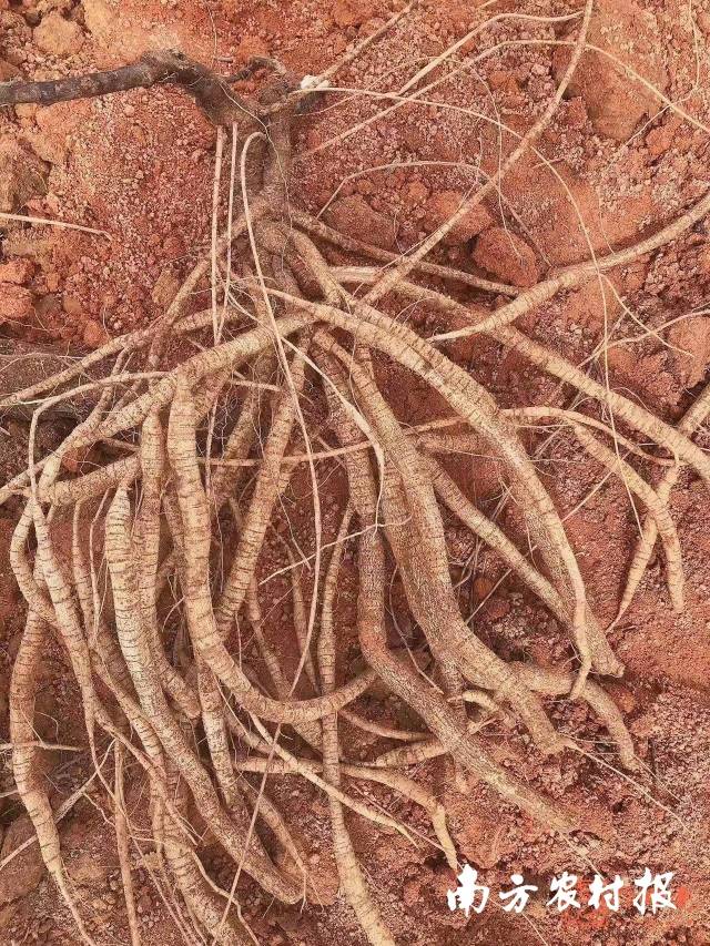 从地里挖出来的牛大力。