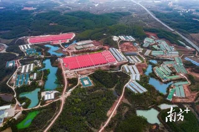 国家级生猪核心育种场-东瑞食品集团股份有限公司育种基地