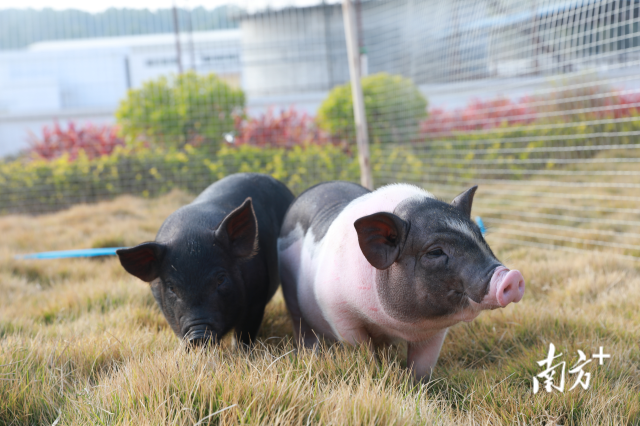 广东生猪育种在全国走在前列